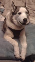 Found/Stray Male Dog last seen Hopper's Haunted hse, Rockford, IL 61102