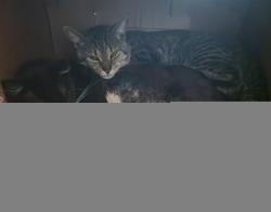 Reunited Male Cat last seen Southeastern Ave and Fisher Rd, Indianapolis, IN 46239