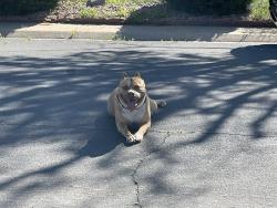 Reunited Male Dog last seen Near & Owsego, Aurora, CO 80010