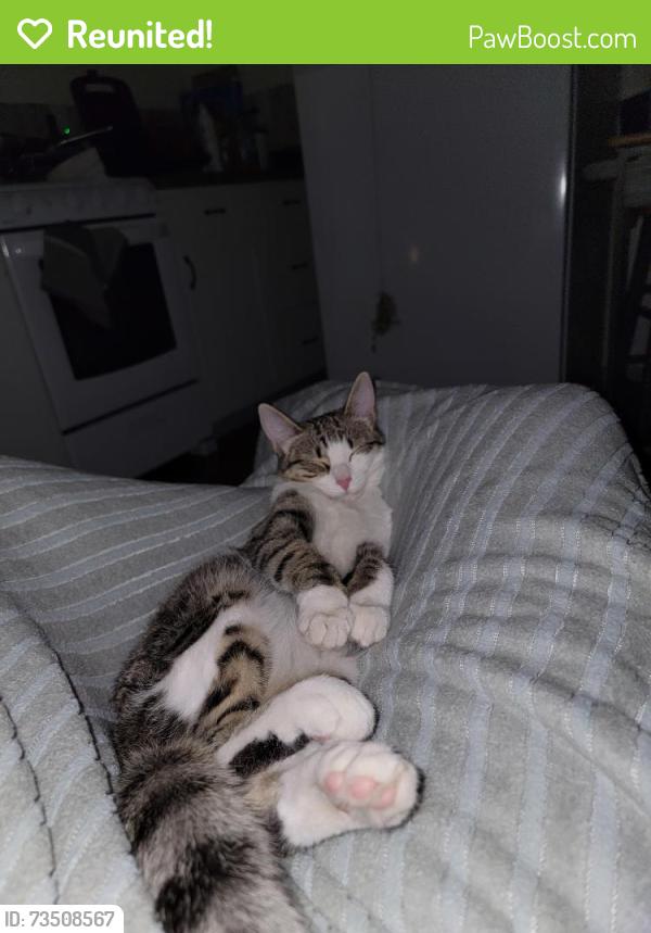 Reunited Female Cat last seen Ustick and Northside, Nampa, ID 83687