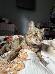 Lost Female Cat last seen Janser Field; Terryville Fairgrounds, Plymouth, CT 06786
