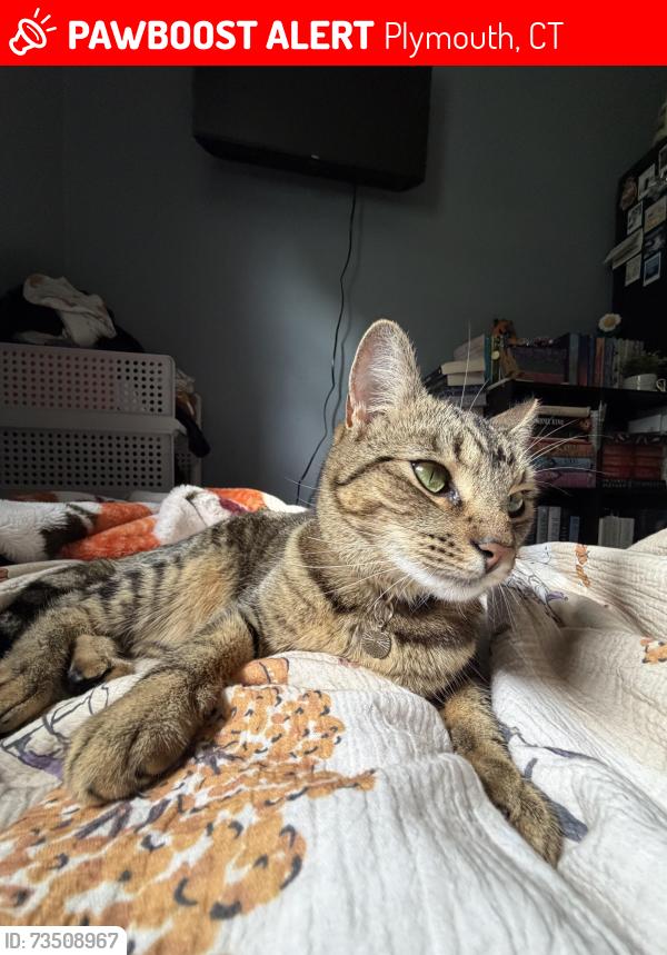 Lost Female Cat last seen Janser Field; Terryville Fairgrounds, Plymouth, CT 06786