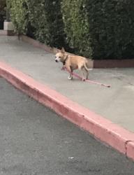 Found/Stray Unknown Dog last seen Monument, Concord, CA 94518