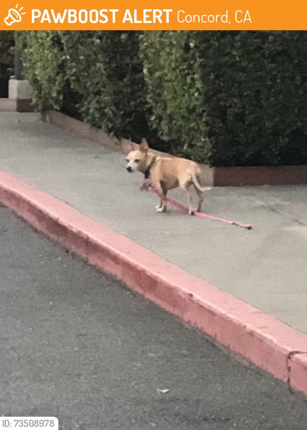 Found/Stray Unknown Dog last seen Monument, Concord, CA 94518
