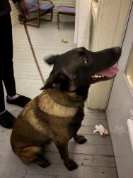 Found/Stray Male Dog last seen 11th ave and 27th Ave, Minneapolis, MN 55406