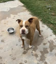 Reunited Male Dog last seen Navajo street, Midland, TX 79705