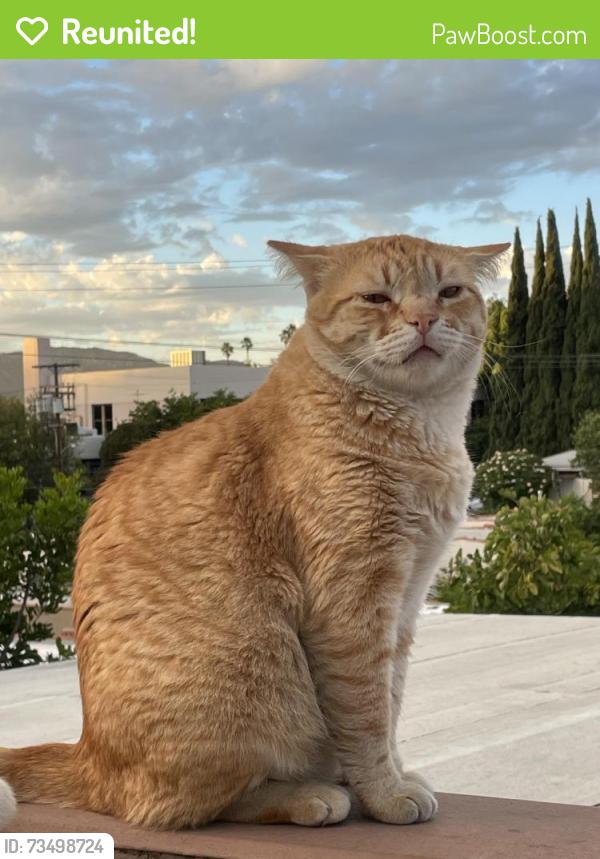 Reunited Male Cat last seen Near Hamilton Way, Los Angeles, CA 90026