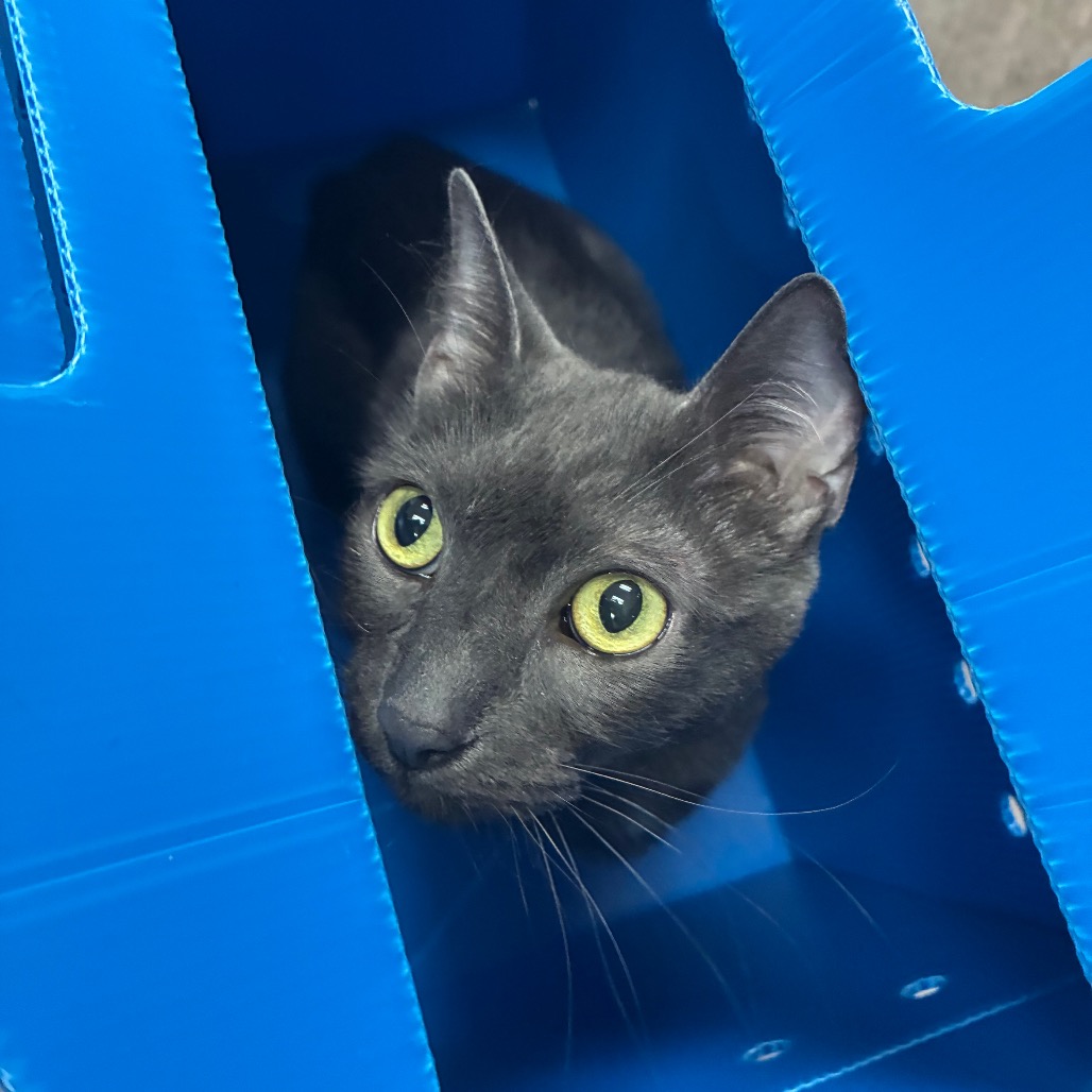 Shelter Stray Female Cat last seen , 361 S Raymond Ave, Pasadena, CA 91105, USA