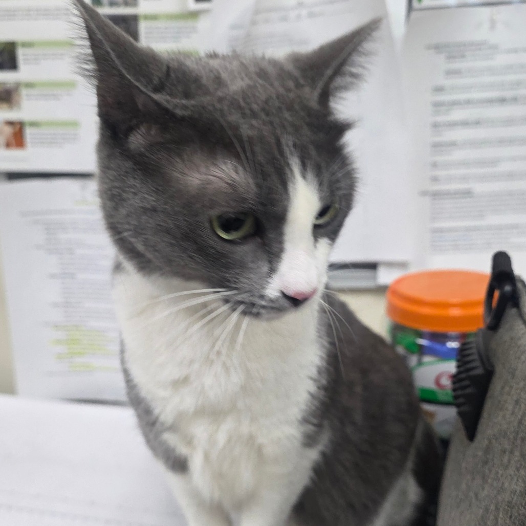 Shelter Stray Female Cat last seen , 361 S Raymond Ave, Pasadena, CA 91105, USA