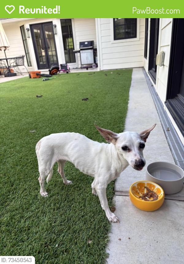 Reunited Female Dog last seen Burgoyne, Houston, TX 77057