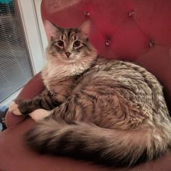 Lost Male Cat last seen Costco 114th st 86th ave, Puyallup, WA 98373