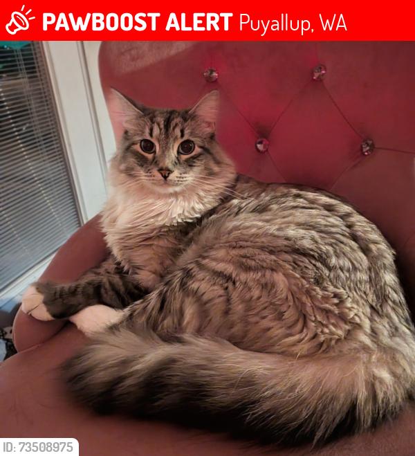 Lost Male Cat last seen Costco 114th st 86th ave, Puyallup, WA 98373