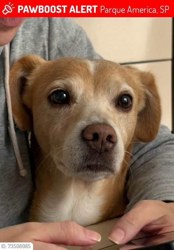 Lost Male Dog last seen Saiu de casa por volta das 08 horas, Parque America, SP 