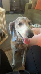 Reunited Male Dog last seen Youngreen and blackstone, Fort Myers, FL 33913