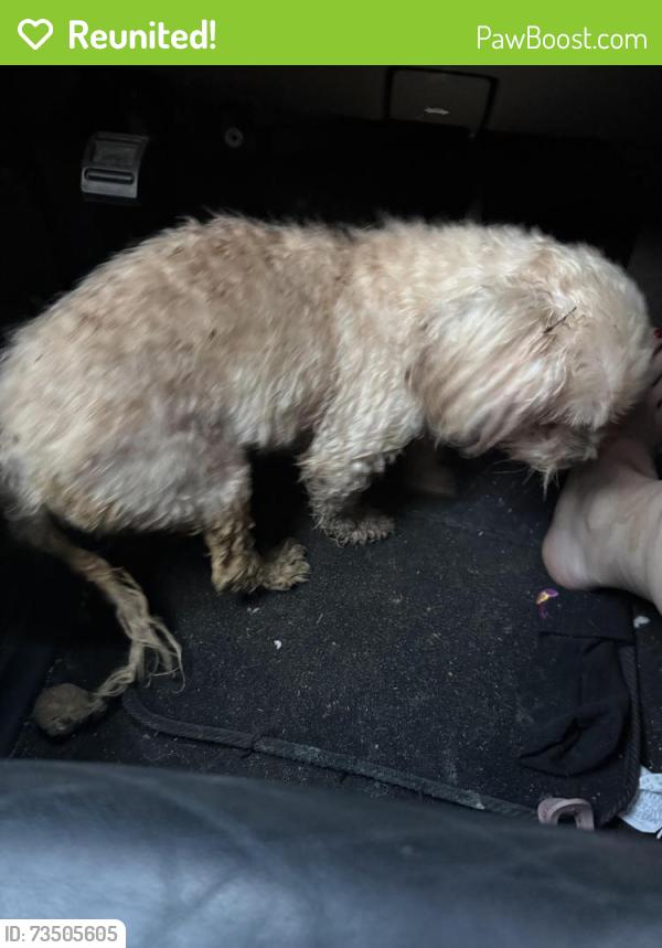 Reunited Unknown Dog last seen Near dollar general by clover creek blvd, Magnolia, TX 77353