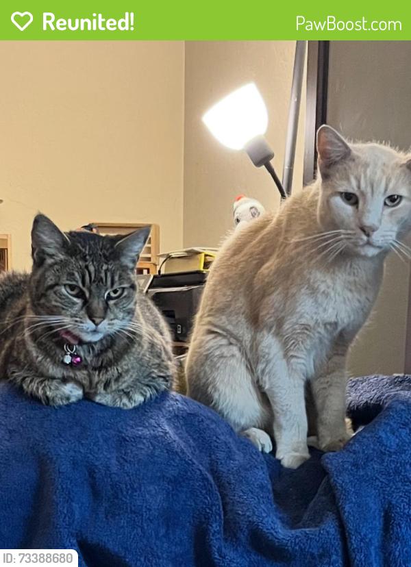 Reunited Male Cat last seen Heading & The Alameda, San Jose, CA 95126