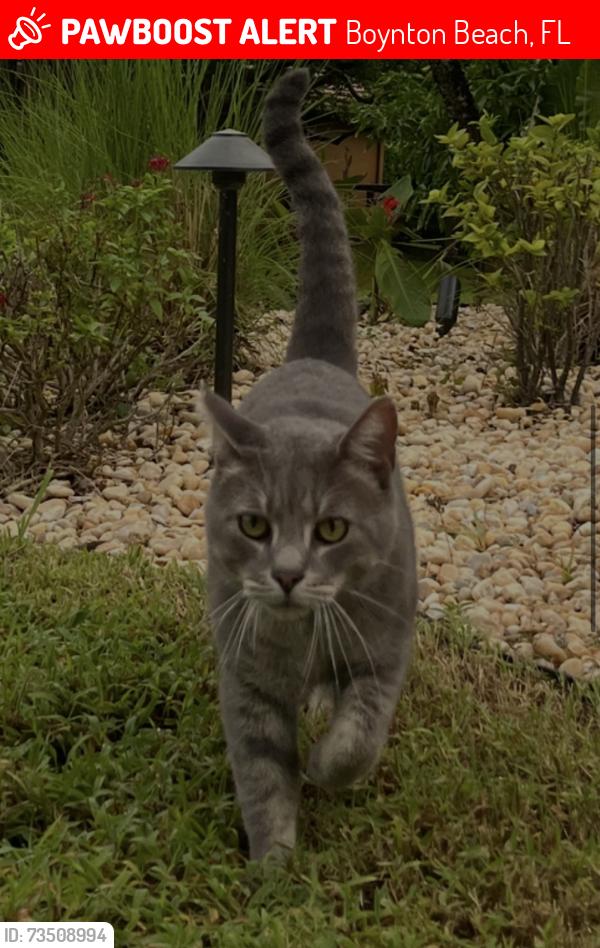 Lost Male Cat last seen Melrose Park and Valencia Lakes Area, Boynton Beach, FL 33472