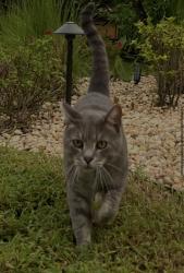 Lost Male Cat last seen Melrose Park and Valencia Lakes Area, Boynton Beach, FL 33472