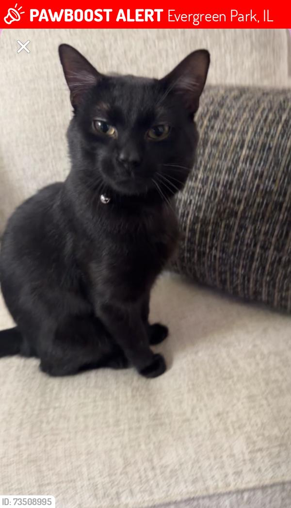 Lost Male Cat last seen w 93rd st, Evergreen Park, IL 60805