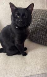 Lost Male Cat last seen w 93rd st, Evergreen Park, IL 60805