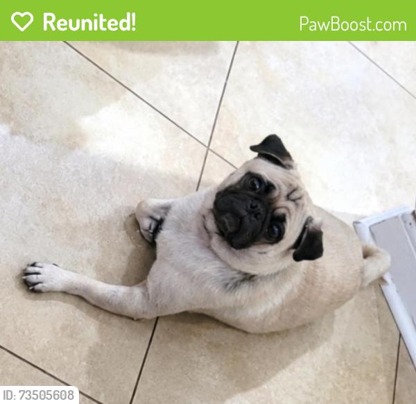 Reunited Female Dog last seen Wabash Elm St & Youpon Valley Dr., Houston, TX 77073