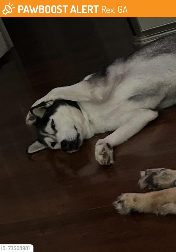 Found/Stray Female Dog last seen Rex, Rex, GA 30273