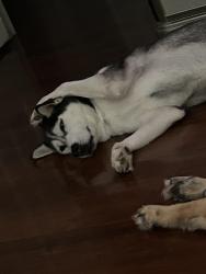 Found/Stray Female Dog last seen Rex, Rex, GA 30273