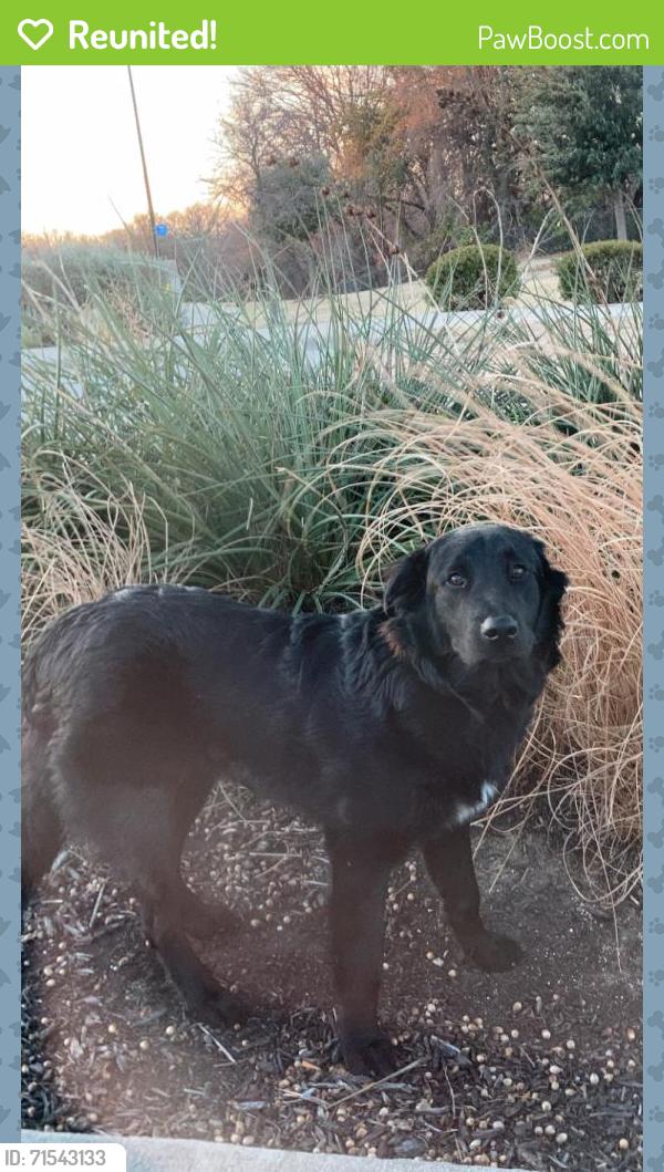 Reunited Male Dog last seen Near leaf ln, New Bern, NC 28560