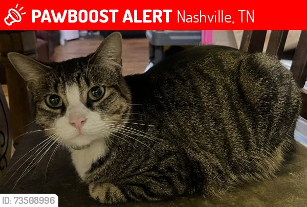 Lost Male Cat last seen Bonnafair Drive and Bonnahurst Drive, Nashville, TN 37076