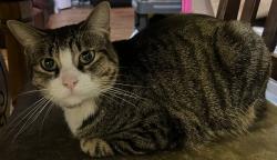 Lost Male Cat last seen Bonnafair Drive and Bonnahurst Drive, Nashville, TN 37076