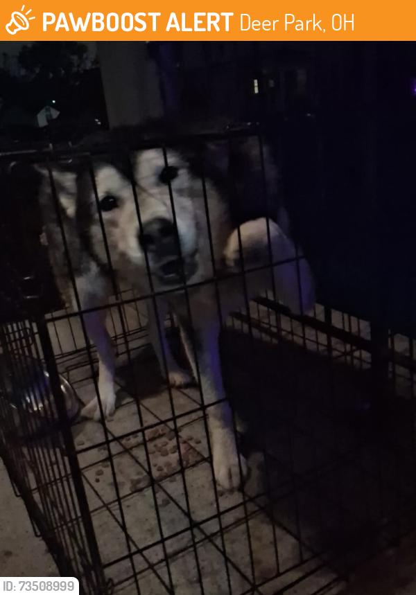 Found/Stray Male Dog last seen Norwood Ohio, Deer Park, OH 45236