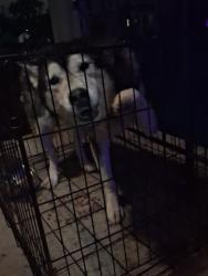 Found/Stray Male Dog last seen Norwood Ohio, Deer Park, OH 45236