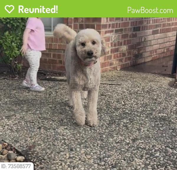 Reunited Female Dog last seen W wadley ave, Midland, TX 79703