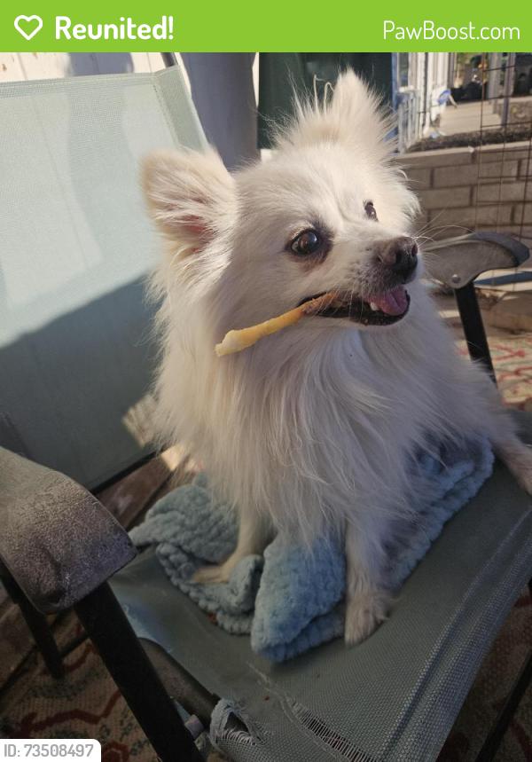 Reunited Unknown Dog last seen 87th Ave & Thomas, Phoenix, AZ 85037