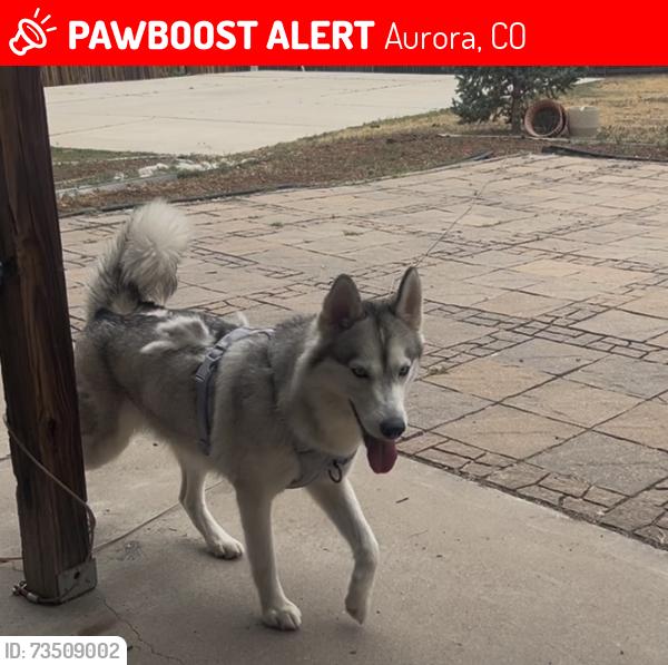 Lost Female Dog last seen Mississippi and Buckley, Aurora, CO 80017