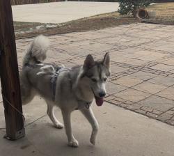 Lost Female Dog last seen Mississippi and Buckley, Aurora, CO 80017