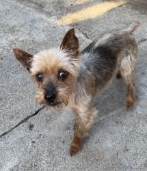 Reunited Male Dog last seen Brown Ave /Victor Ave 35th Avenue, Oakland, CA 94619