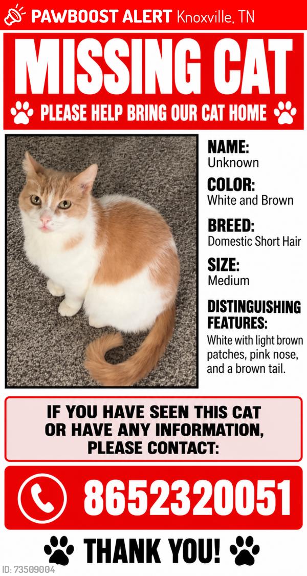 Lost Male Cat last seen Powell, Alpine Meadows, Knoxville, TN 37918