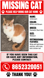 Lost Male Cat last seen Powell, Alpine Meadows, Knoxville, TN 37918