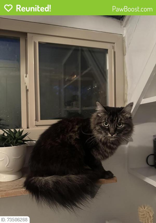 Reunited Unknown Cat last seen Found 3 blocks east of the Smith’s in the Avenues on 6th Ave, Salt Lake City, UT 84103
