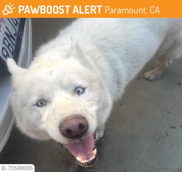 Found/Stray Male Dog last seen Ackley and Anderson St, Paramount, CA 90723
