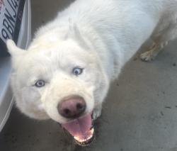 Found/Stray Male Dog last seen Ackley and Anderson St, Paramount, CA 90723