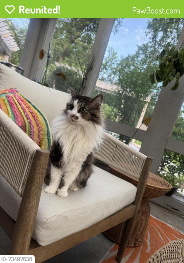 Reunited Female Cat last seen Madison lane/Madison Rd, Cincinnati, OH 45208