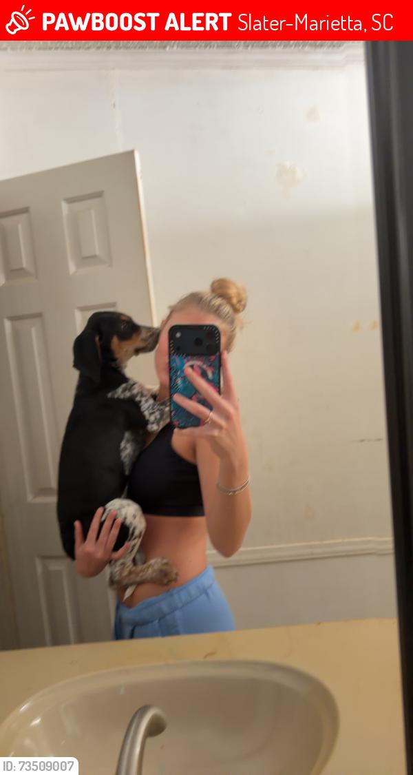 Lost Male Dog last seen skyland dr, marietta, Slater-Marietta, SC 29661