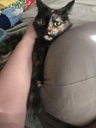 Lost Female Cat last seen 8th n 9th st., Silver Springs, NV 89429