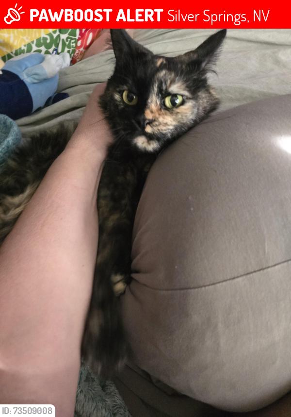 Lost Female Cat last seen 8th n 9th st., Silver Springs, NV 89429