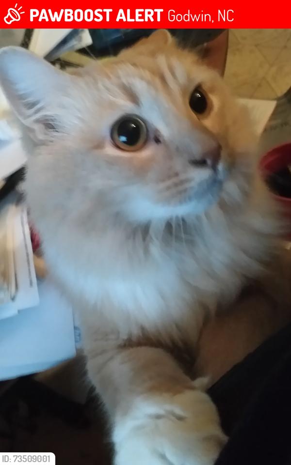 Lost Male Cat last seen dunn rd/godwin-falcon rd, Godwin, NC 28344
