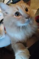 Lost Male Cat last seen dunn rd/godwin-falcon rd, Godwin, NC 28344
