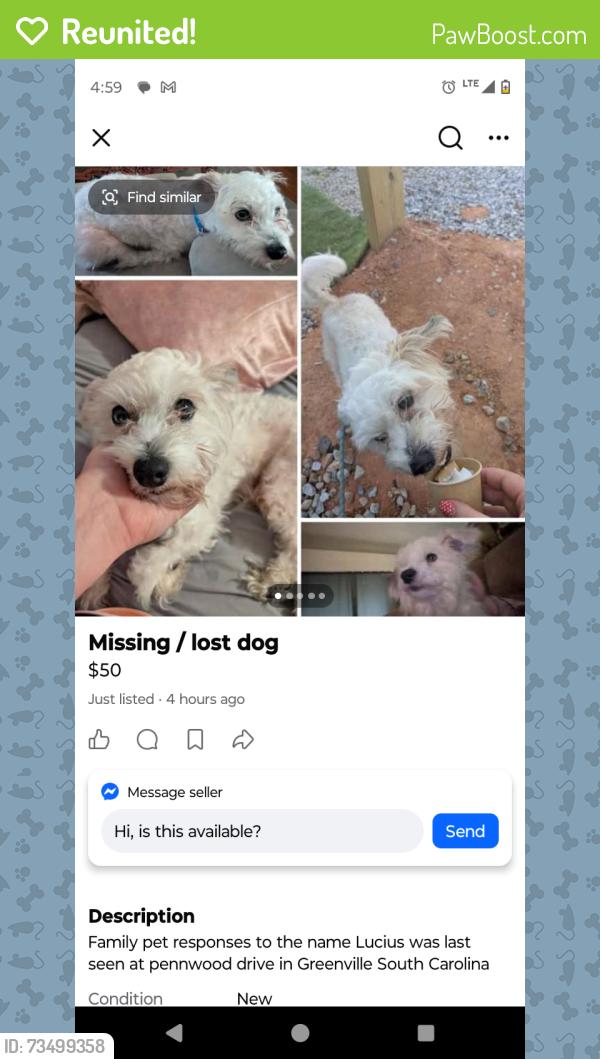Reunited Male Dog last seen Greenville sc, Greenville, SC 29601