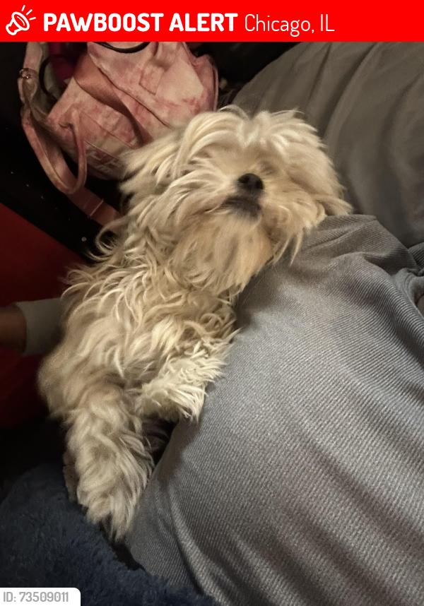 Lost Female Dog last seen Lunt & Wolcott, Chicago, IL 60626